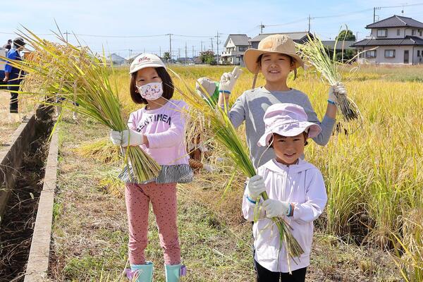 田んぼラグビー米を収穫している写真3