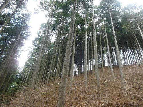 伐採前の写真2