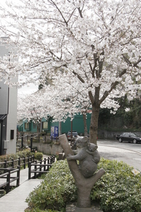 コアラのモニュメントと桜