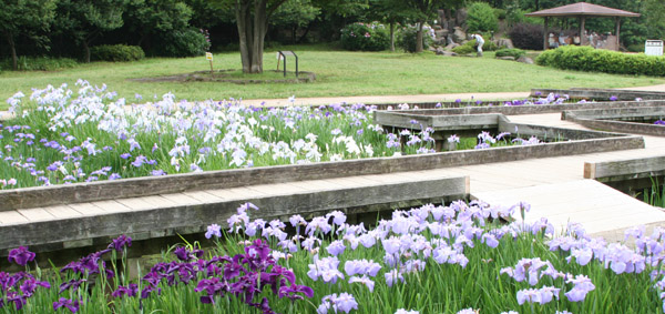 山崎公園の花菖蒲