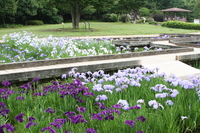 せせらぎ菖蒲園