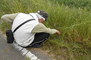 手作業による草刈り